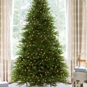 King Fraser Fir