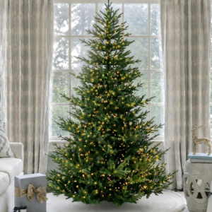 Soho Spruce
