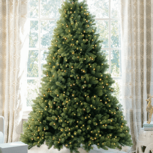 Royal Fir