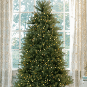Yorkshire Fir